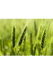 BASTA YA: NI UNA SOLA GRIETA MÁS.